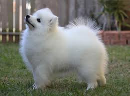 Beautiful Pomeranian Puppies Available Now