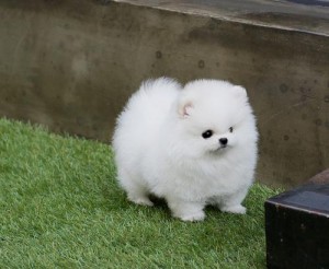 Beautiful Pomeranian puppies