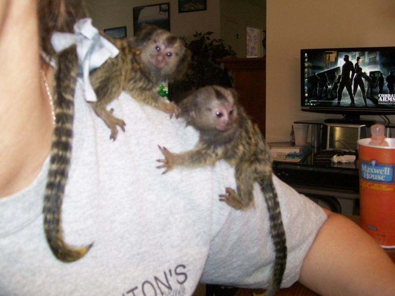 Capuchin,Squirrel,spider & marmoset monkeys available for adoption 