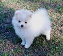 Lovely Pomeranian puppies for adoption.