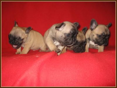 Charming French Bulldog pups, male only