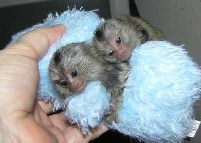 Twin Pygmy Marmosets Monkeys For RE-HOMING