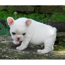 FRENCH BULLDOG PUPPIES FOR ADOPTION 