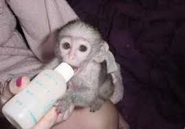 Cute and well trained Capuchin Monkeys for adoption