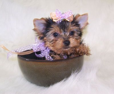 T-cup yorkie puppies For Adoption