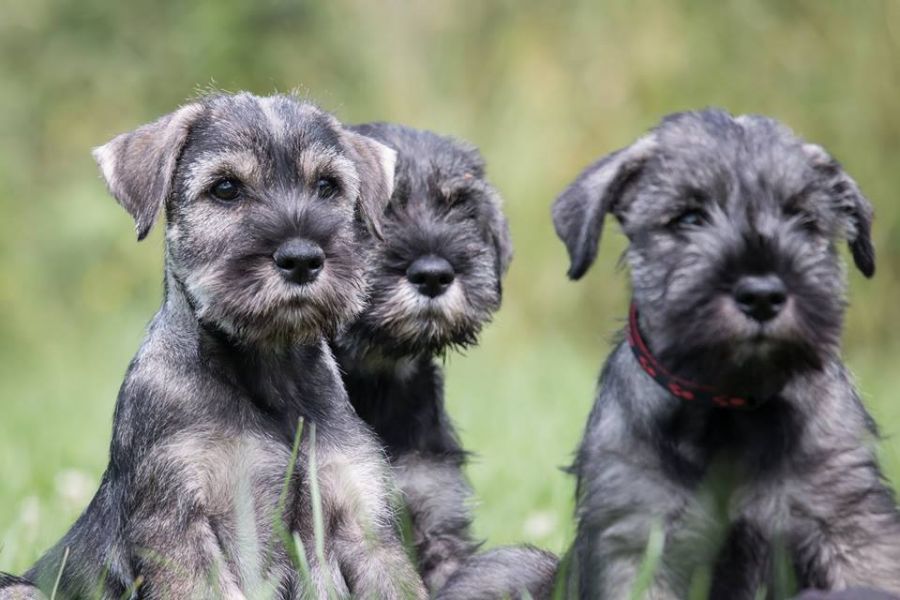 Standard schnauzer peppersalt