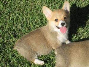 Pambroke  puppies for sale