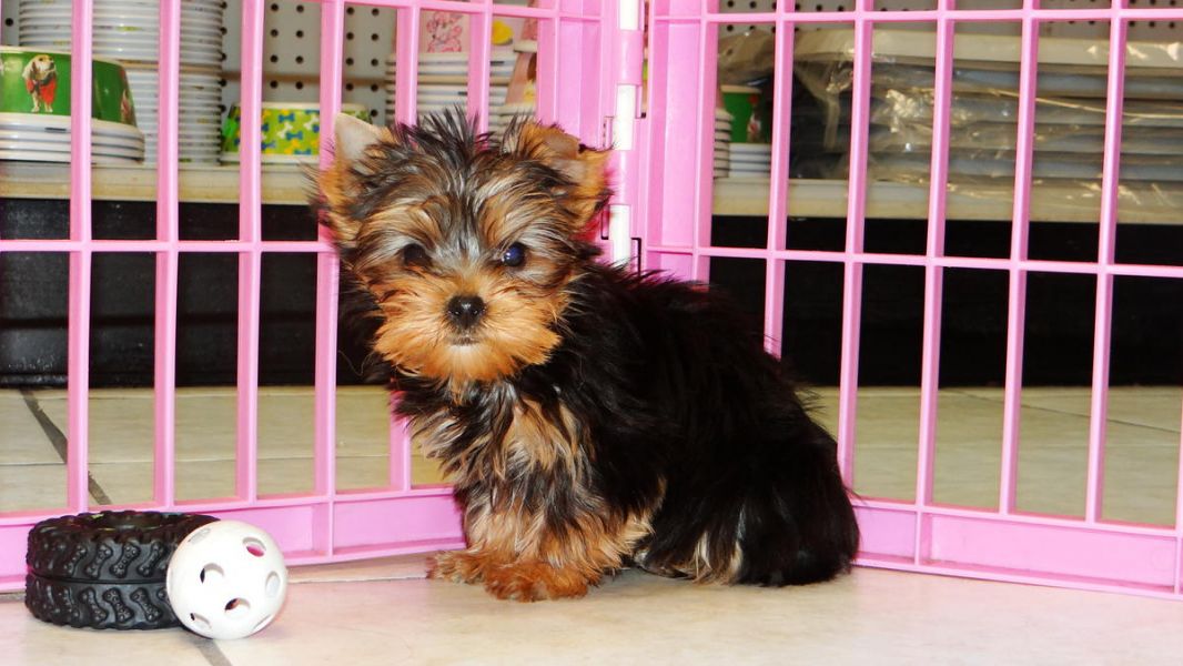 Quality Y.o.r.k.i.e P.u.p.s (406) 225-7611