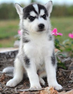 Siberian Huskies puppie