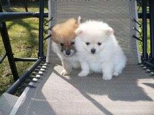 pomeranbian Puppies for adoption