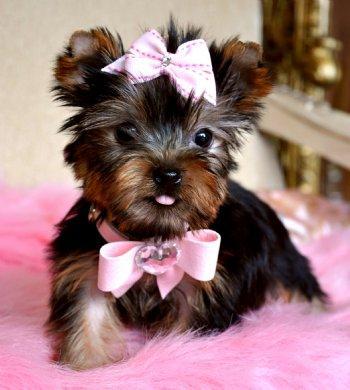 X-mass cute Yorkie puppies Males and Females. for adoption to any new loving and caring home.