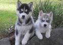  Adorable Siberian Husky Puppies Available Now
