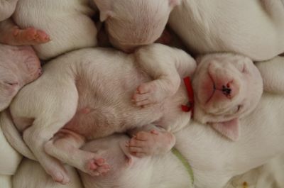 Dogo Argentino - puppies for sale from top quality breeding