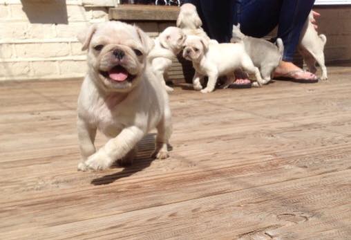 Sweet pug puppies for new homes