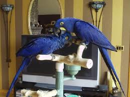 Adorable Maccaw and Hawk Headed Parrots available