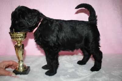 Black Russian Terrier