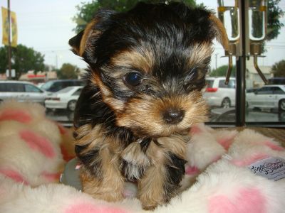 Two Cute and Adorable Yorkie puppies for adoption (mirakates@yahoo.com)