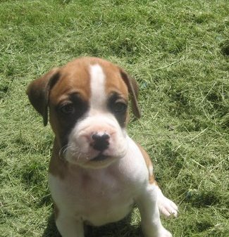 good looking Boxer puppies for rehoming.