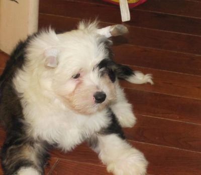 CHINESE CRESTED CHIEN CHINOIS A CRETE