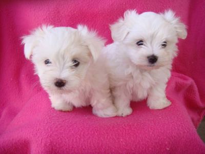  cute Maltese puppies are ready to go out to a good and caring home