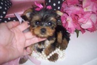 cute and gorgeous yorkie puppies