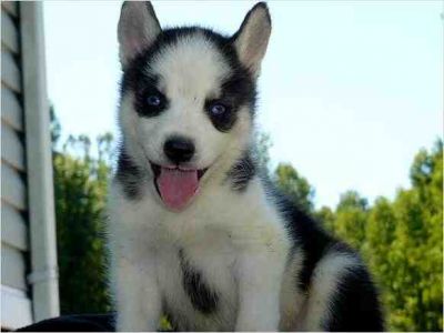 pure blood lines Siberian Husky Puppies for Sale 