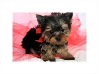 Two gorgeous Yorkie puppies remaining for adoption