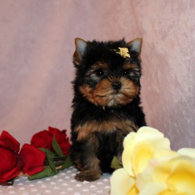 Yorkie puppies for adoption $180   