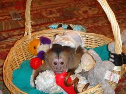 Capuchin monkey baby