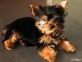 Akc Yorkie puppies for adoption...Email me or Text Me