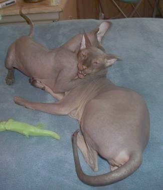 HAIRLESS Don Sphynx & Peterbald KITTENS
