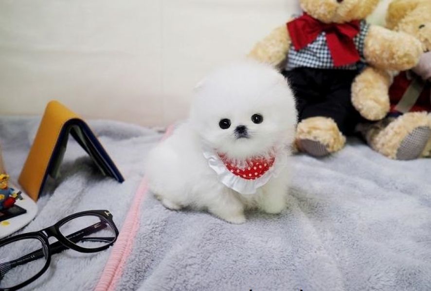 MICRO TEDDY BEAR FACE POMERANIAN  TEXT (240) 347-0376!!