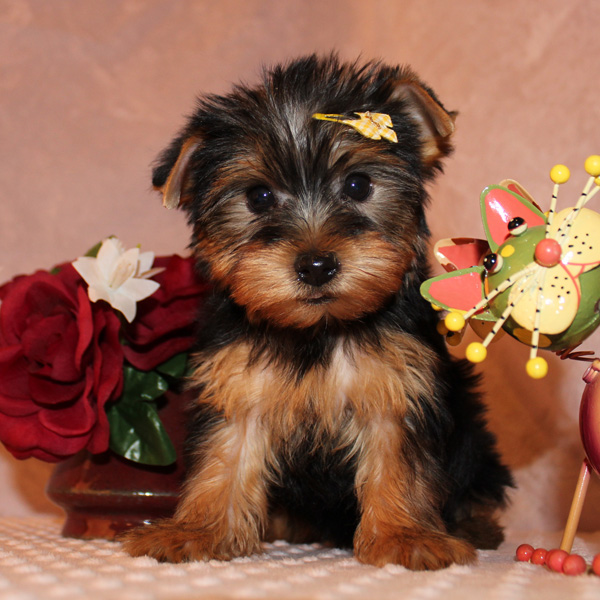 Xmas teacup yorkie puppies for adoption