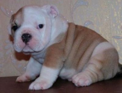 Male and Female English Bulldog Puppies For Adoption 