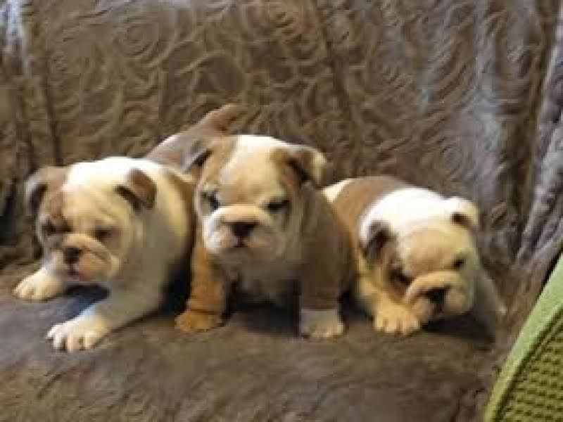 English Bulldog Puppies(832) 843-9493