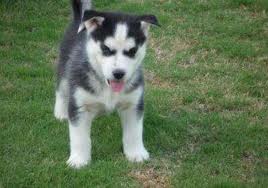 Adorable cute Siberian husky puppies 