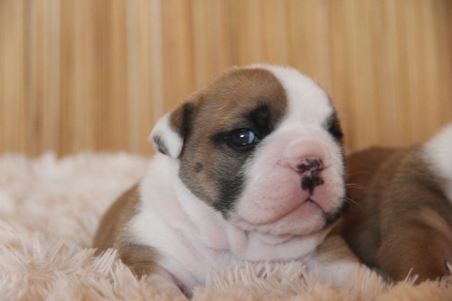 Beautiful English bulldog puppy