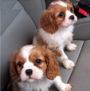 Upcoming Gorgeous Cavalier King Charles Pups KC Registered,Micro-Chipped,Vet Checked Ready Soon!!,,,