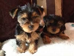 Teacup Yorkie puppies for sale reasonable price sale contact 551) 333-3400