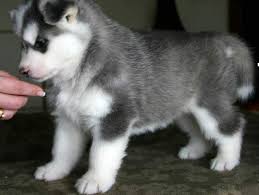 Siberian Husky Puppies For Adoption.