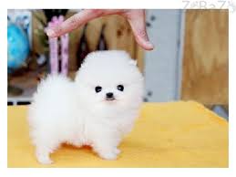 Healthy Reg Pomeranian babies available