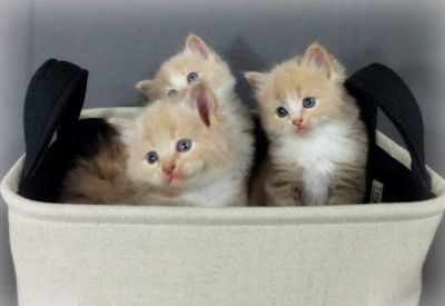 Gorgeous Fluffy Cream Ragdoll/Persian Kittens.