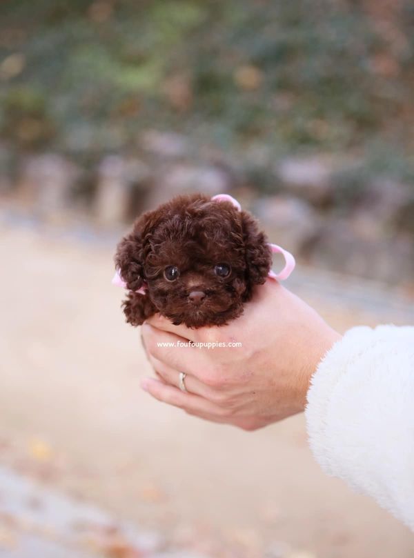 Sweet Toy Poodle puppies for adoption