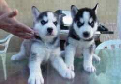 Husky puppies for adoption $170
