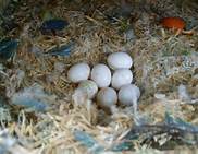 parrots and fertile eggs for sale