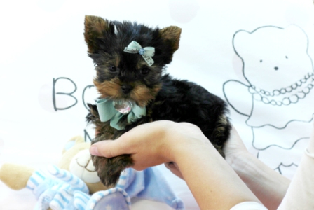 Teacup Yorkie puppies for sale as X-MASS gift for your loved ones