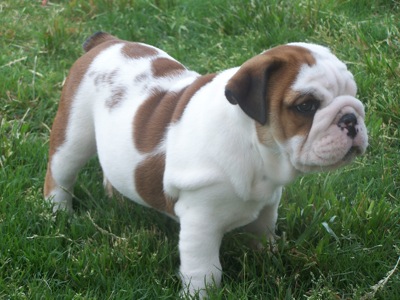 Magnificent Male And Females English Bulldog Puppies Available