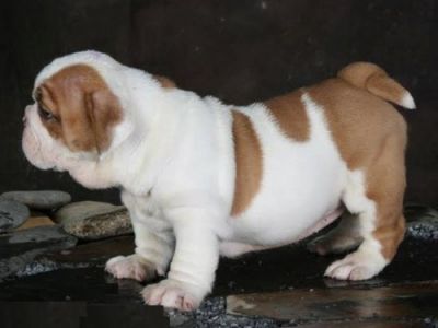 Adorable English bulldog puppies for adoption