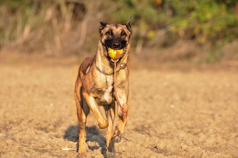 Belgian Shepherd Malinois