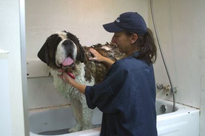 Boarding & Grooming DOGS and CATS in the West Island of Montreal